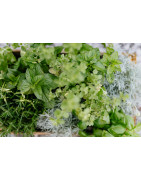 Herbal Parfums