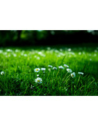 Green Perfums
